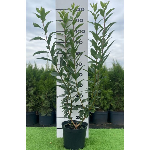 Фото товара Форзиция - вид 1