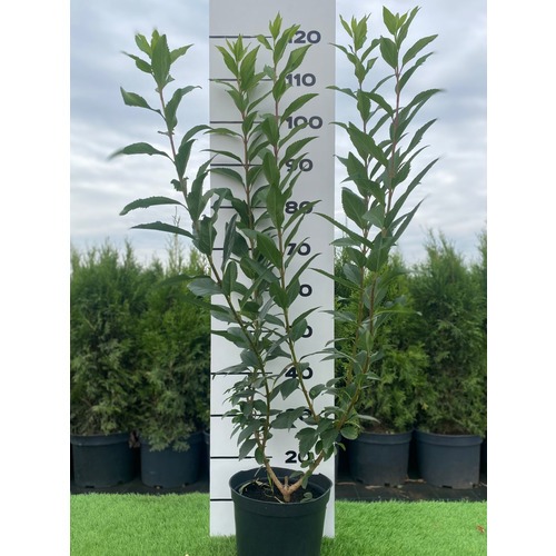 Фото товара Форзиция - вид 2