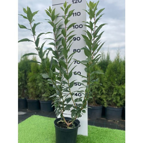 Фото товара Форзиция - вид 3