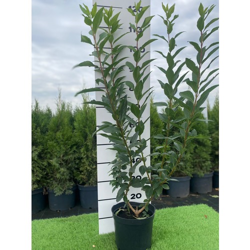 Фото товара Форзиция - вид 4