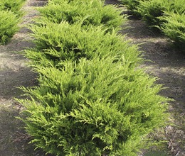 Можжевельник (все сорта)