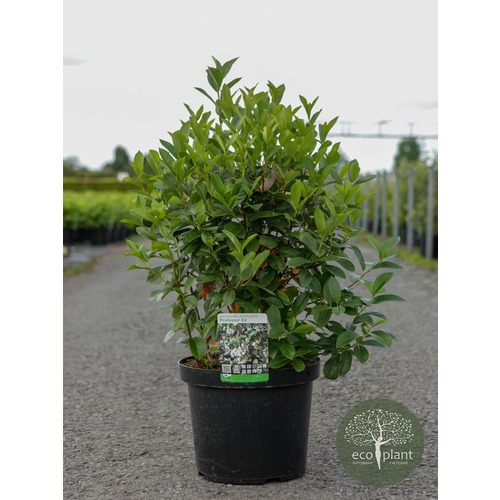 Фото товара Арония - вид 1