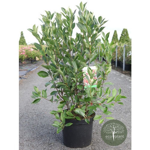 Фото товара Арония - вид 2