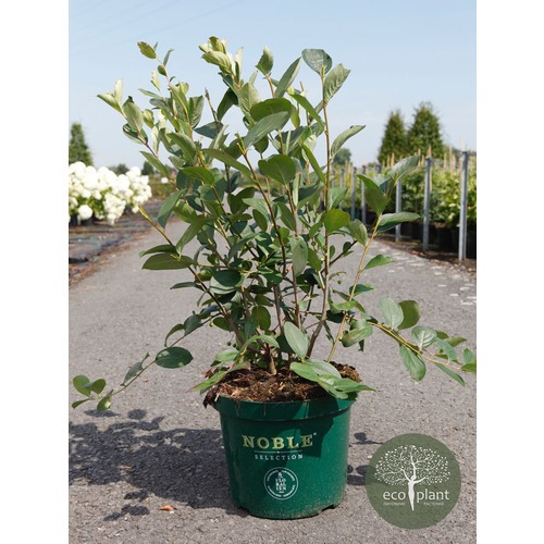 Фото товара Арония - вид 3