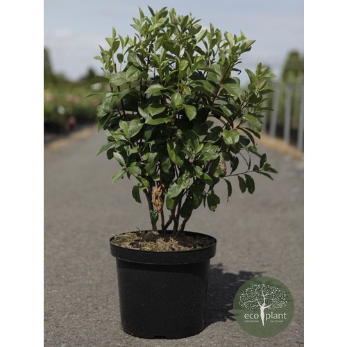 Фото товара Арония - вид 4