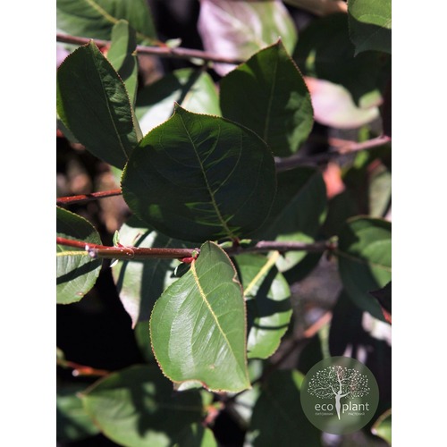 Фото товара Арония - вид 5