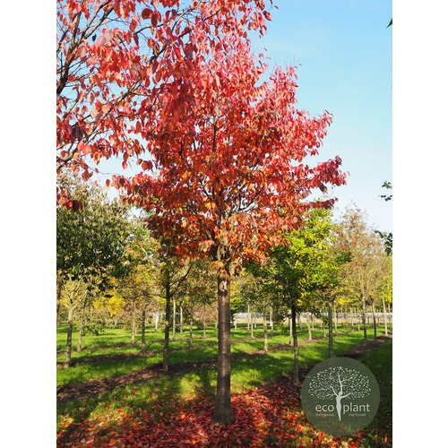 Фото товара Черемуха - вид 3