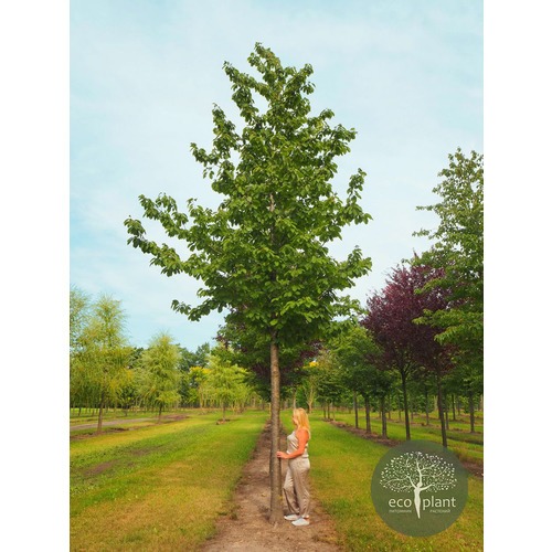 Фото товара Черемуха - вид 5