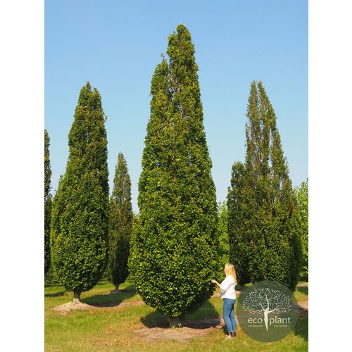 Фото товара Тополь пирамидальный - вид 1