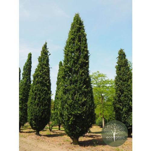 Фото товара Тополь пирамидальный - вид 2