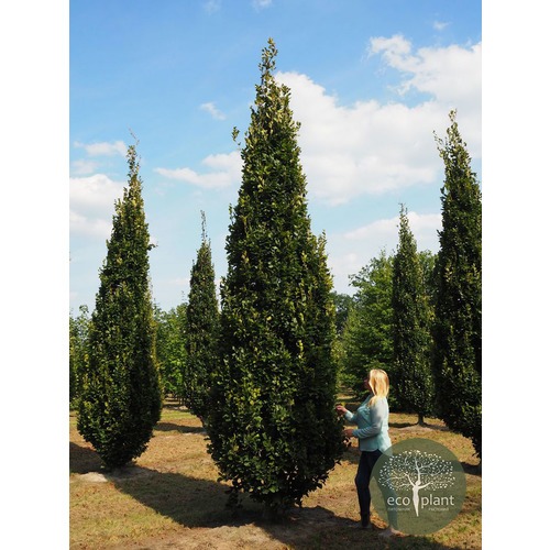 Фото товара Тополь пирамидальный - вид 3