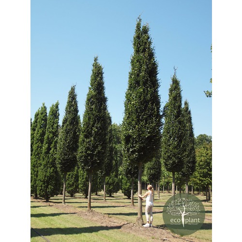 Фото товара Тополь пирамидальный - вид 4