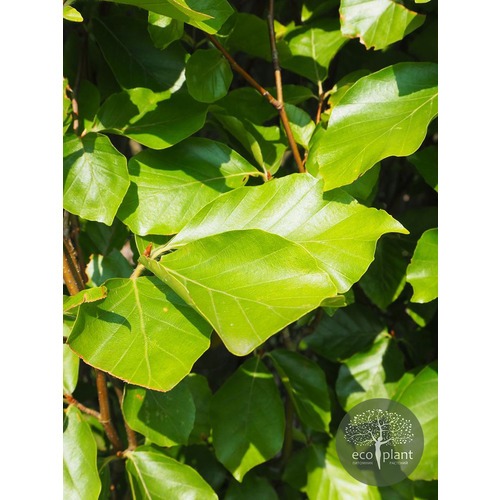 Фото товара Тополь пирамидальный - вид 5