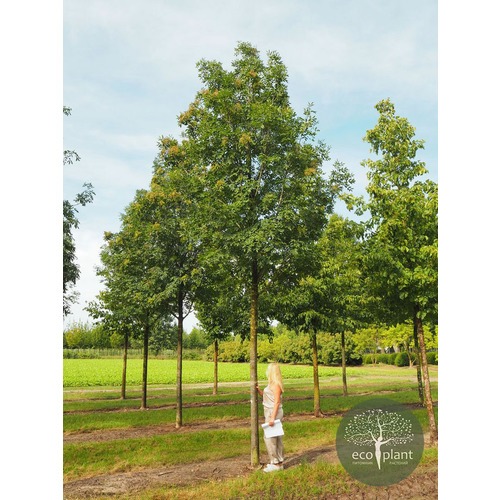 Фото товара Ясень - вид 1