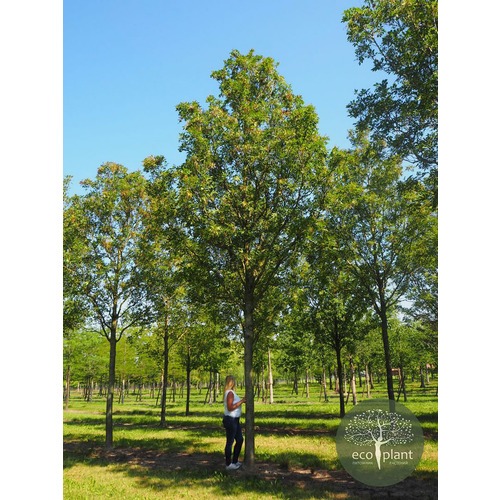 Фото товара Ясень - вид 2