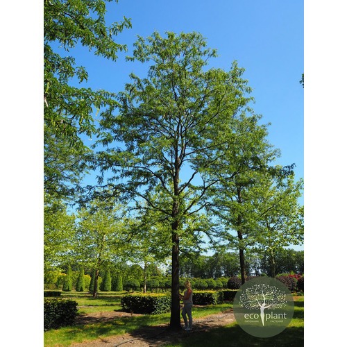 Фото товара Ясень - вид 3