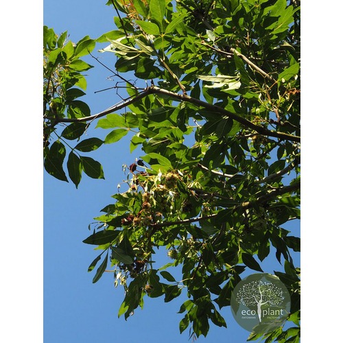 Фото товара Ясень - вид 4