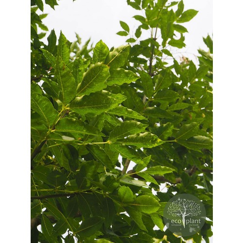 Фото товара Ясень - вид 5