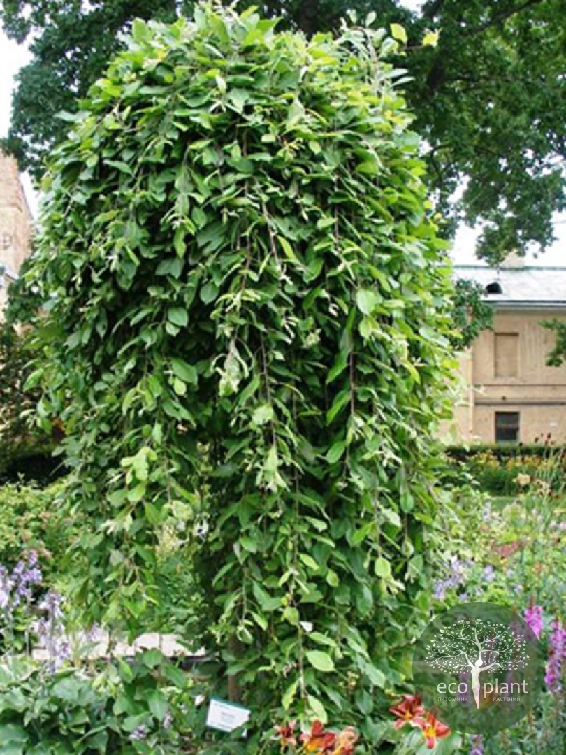 Ива козья Килмарнок