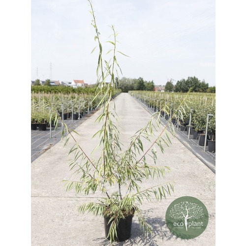 Фото товара Ива Пурпурная нана - вид 1