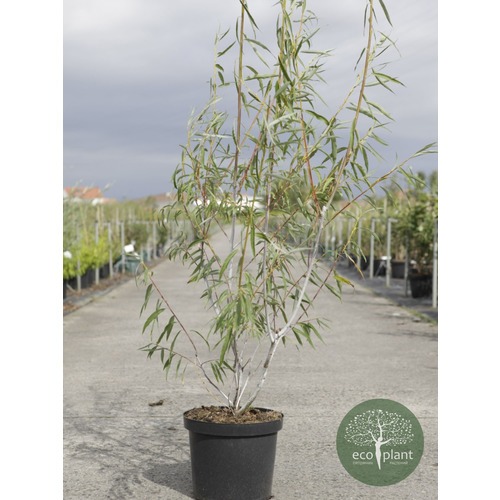 Фото товара Ива Пурпурная нана - вид 2