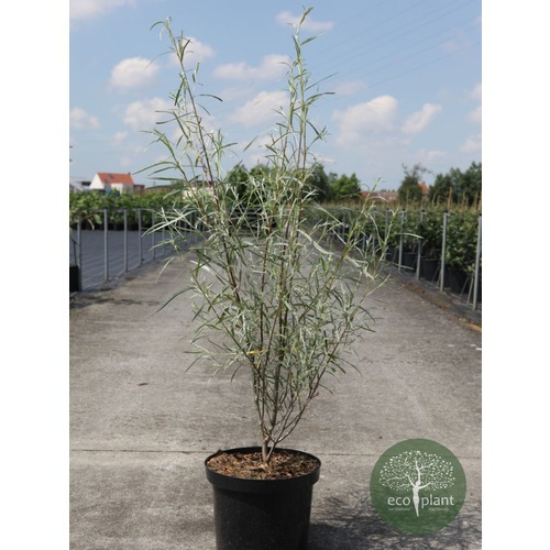 Фото товара Ива Пурпурная нана - вид 3