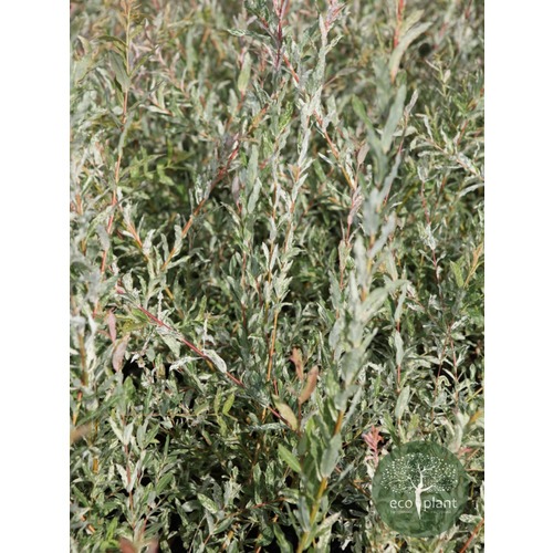 Фото товара Ива Пурпурная нана - вид 4