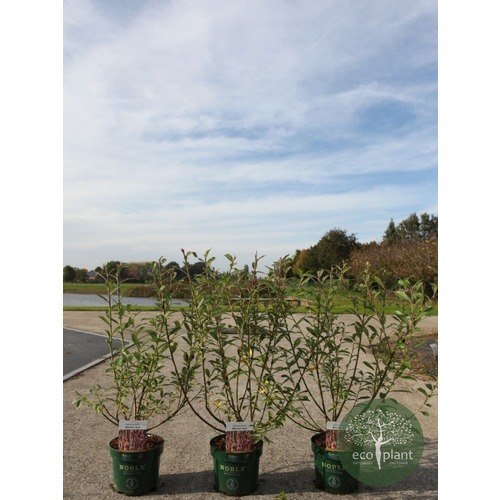 Фото товара Ива Пурпурная нана - вид 5