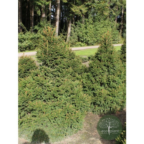 Фото товара  - вид 4