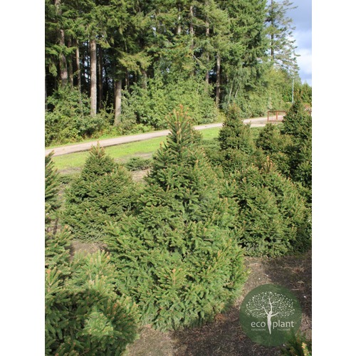 Фото товара  - вид 5