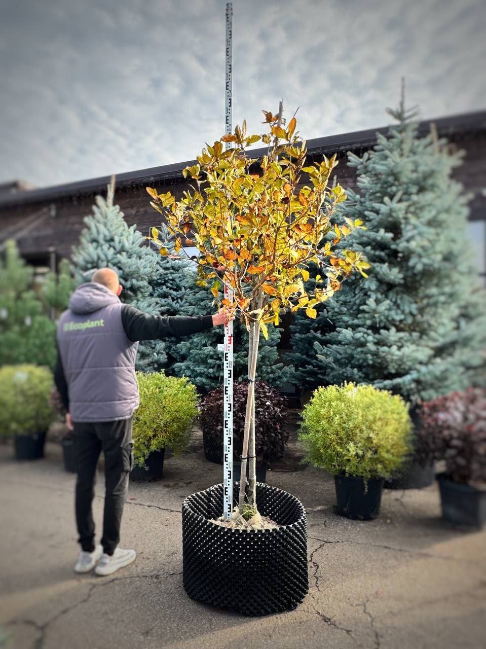 Арония Черноплодная на штамбе