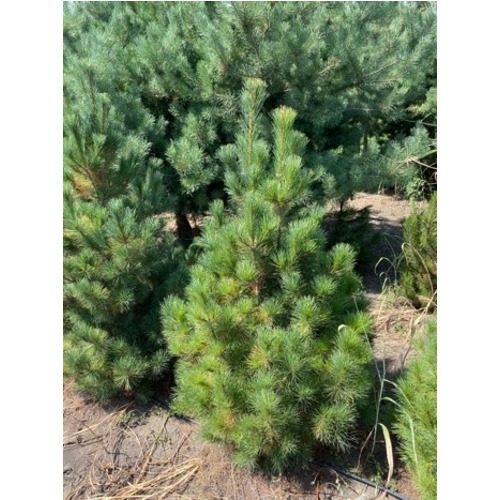 Фото товара Сосна кедровая Pinus sibirica - вид 2