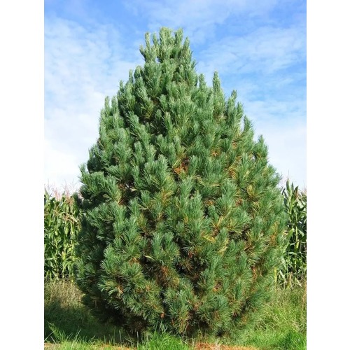 Фото товара Сосна кедровая Pinus sibirica - вид 1