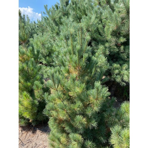 Фото товара Сосна кедровая Pinus sibirica - вид 3