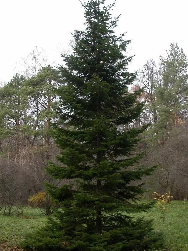 Пихта сибирская фото и описание Пихта сибирская Abies sibirica - купить в Москве Питомник "Экоплант"