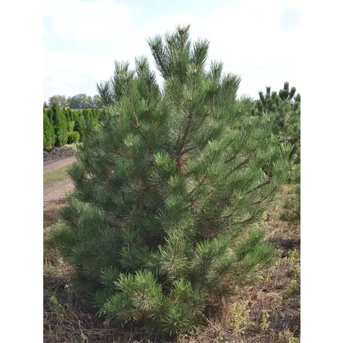 Фото товара Сосна черная Pinus nigra - вид 1