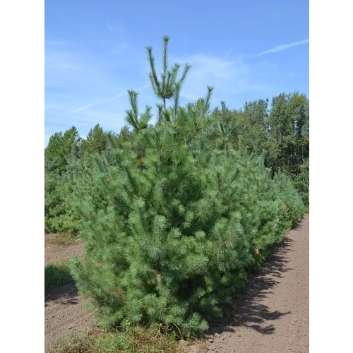 Фото товара Сосна веймутова Pinus strobus - вид 1