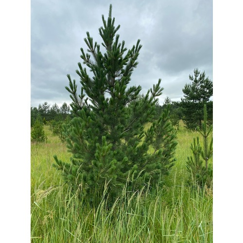 Фото товара Сосна веймутова Pinus strobus - вид 3