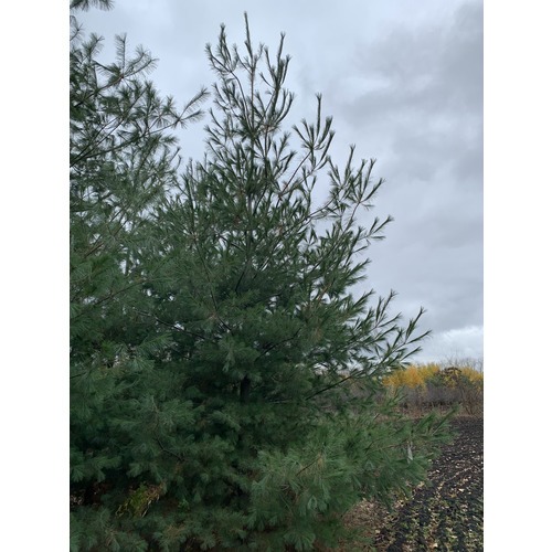 Фото товара Сосна веймутова Pinus strobus - вид 4
