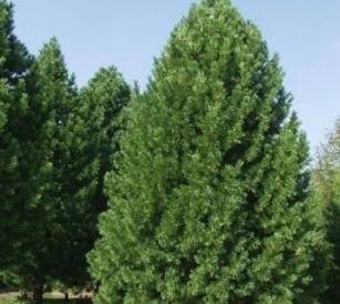 Дерево кедр: описание, фото и выращивание