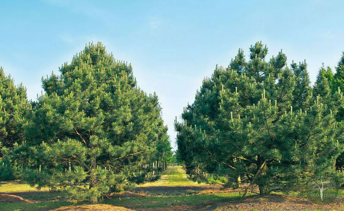 Купить растения Алматы