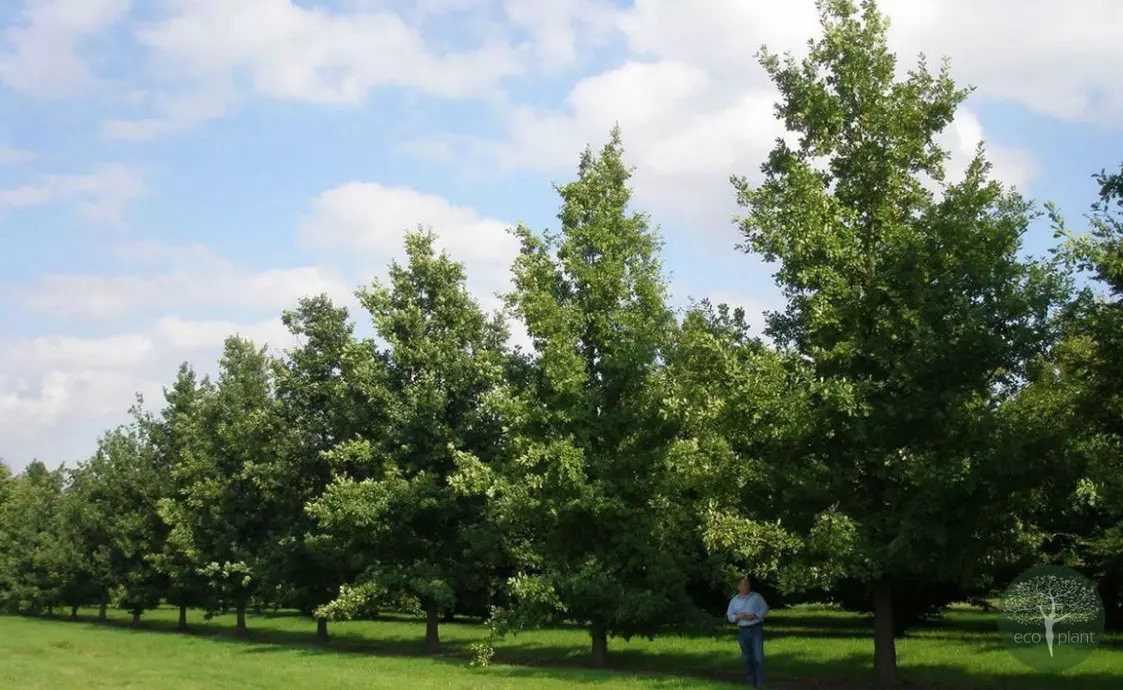 Купить растения Алматы