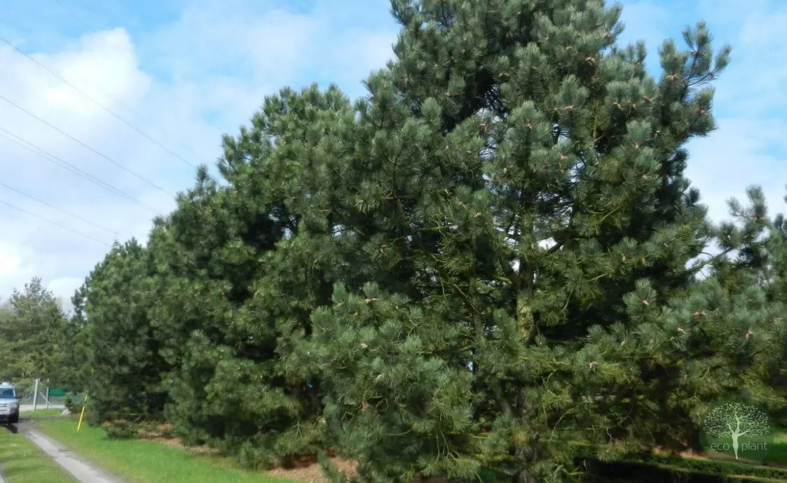 Купить растения Алматы