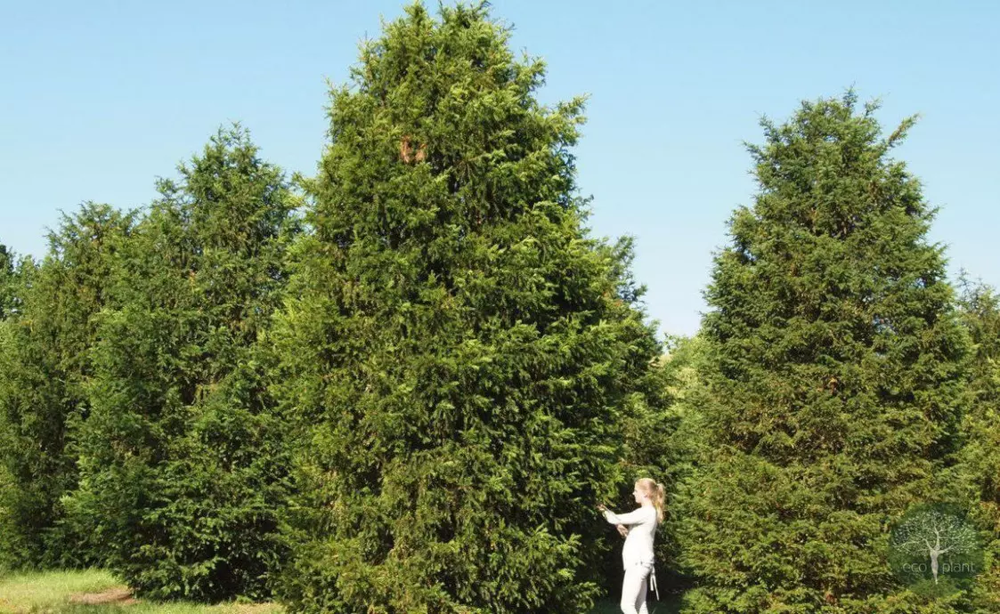 Купить растения Алматы