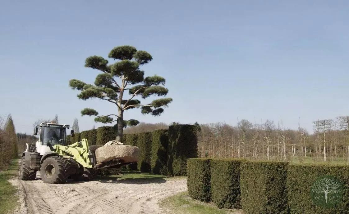 Купить растения Алматы