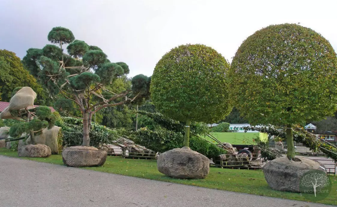 Купить растения Алматы