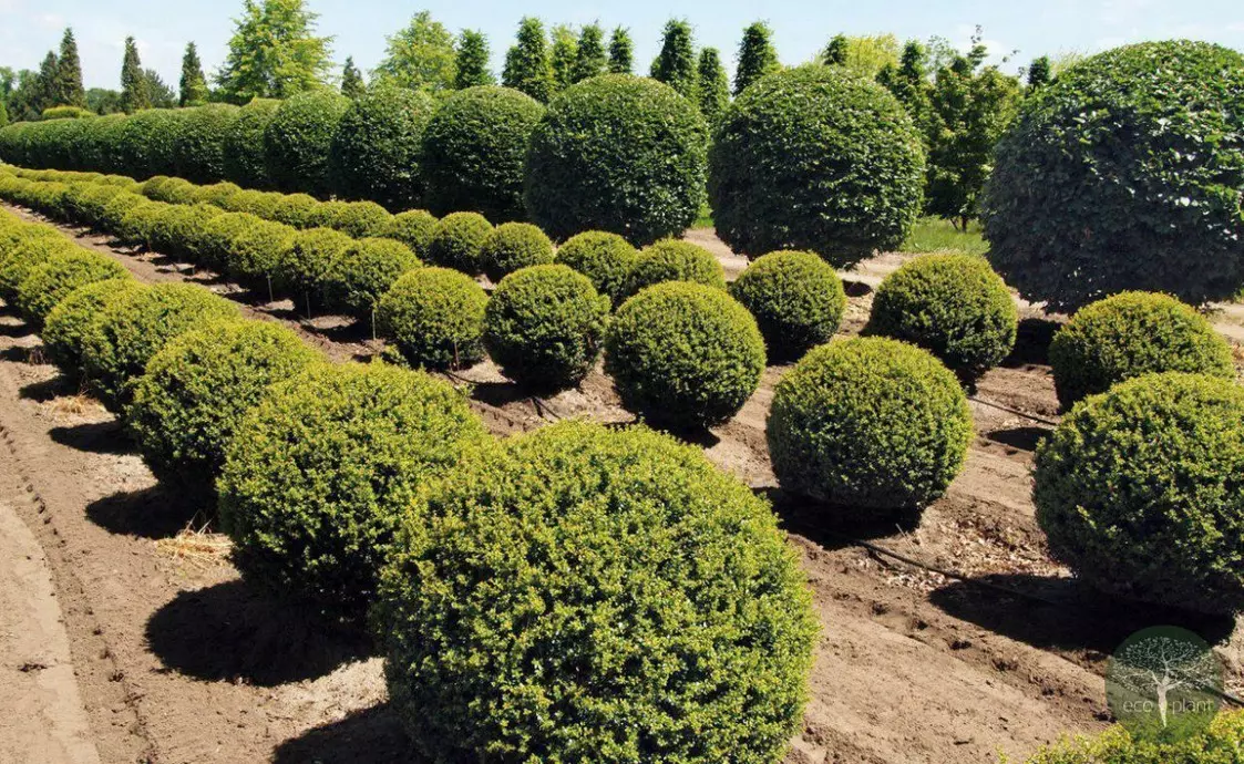 Купить растения Алматы