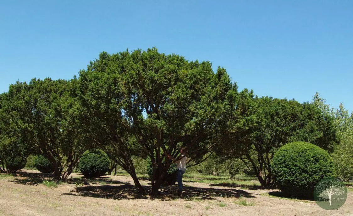 Купить растения Алматы