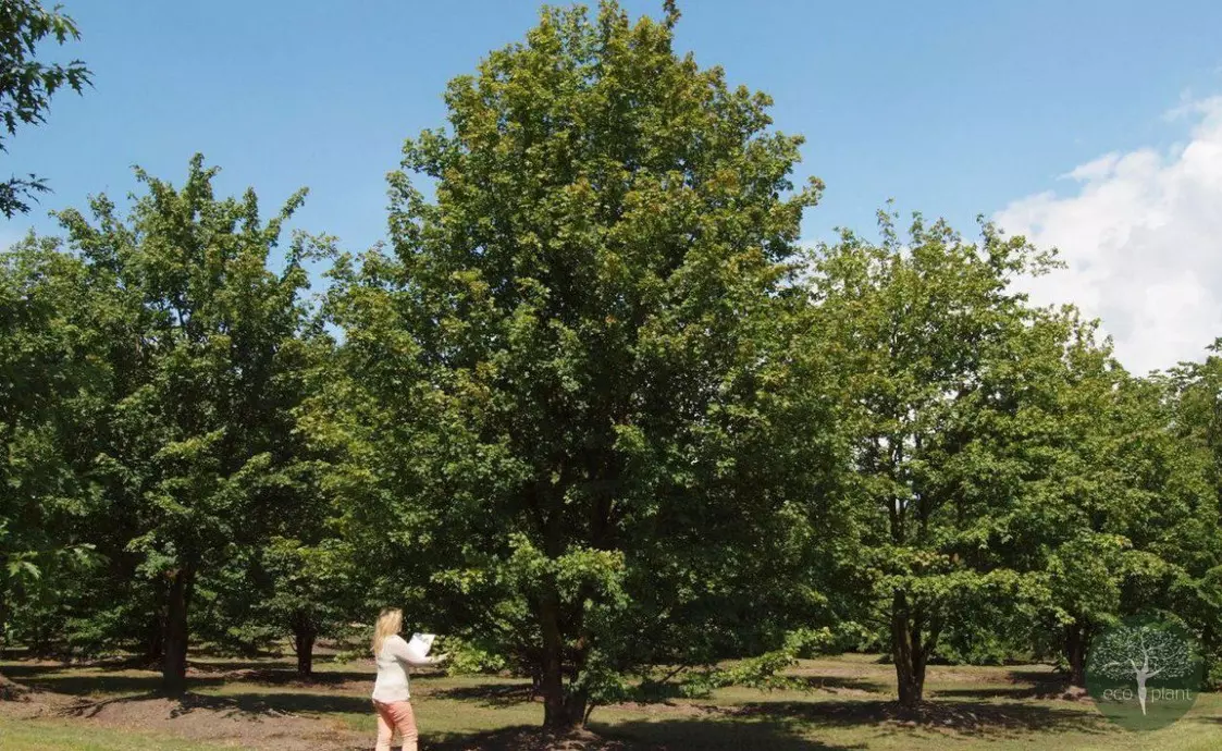 Купить растения Алматы