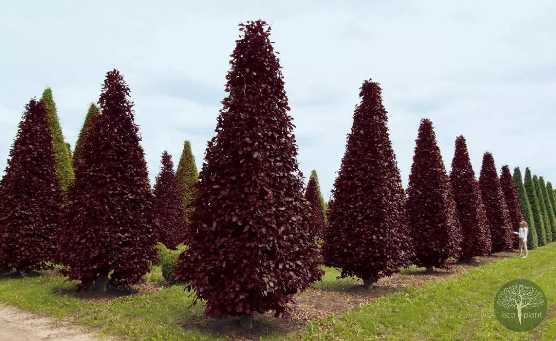 Купить растения Алматы